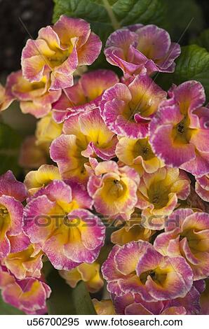 Primula flowers View Large Photo Image Stock Photography - Primula flowers. Fotosearch