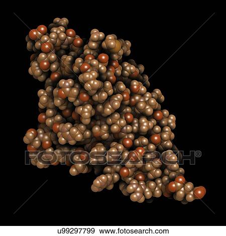 Programmed cell death 1 protein molecule View Large Photo Image Stock Photo - Programmed cell death 1 protein molecule. Fotosearch