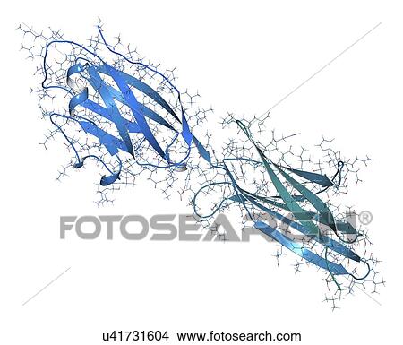 Picture - Programmed death-ligand 1 molecule. Fotosearch