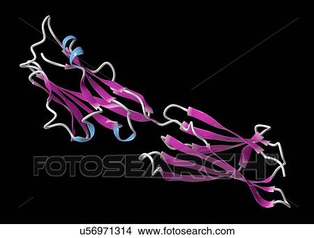 Picture - Programmed death-ligand 1 molecule. Fotosearch