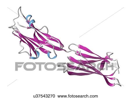 Stock Image - Programmed death-ligand 1 molecule. Fotosearch