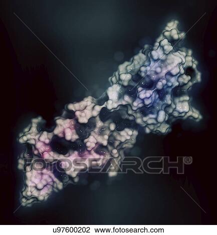 Stock Image - Programmed death-ligand 1 molecule. Fotosearch