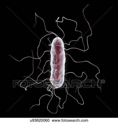 Proteus mirabilis bacterium, illustration View Large Photo Image Stock Image - Proteus mirabilis bacterium, illustration. Fotosearch
