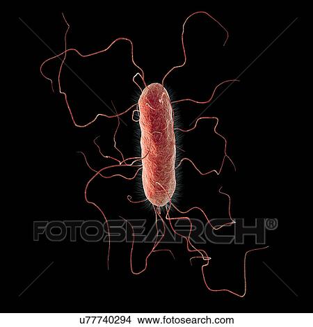 Picture - Proteus vulgaris bacterium, illustration. Fotosearch