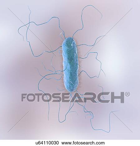 Proteus vulgaris bacterium, illustration View Large Photo Image Stock Image - Proteus vulgaris bacterium, illustration. Fotosearch