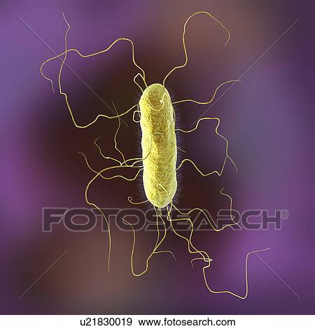 Stock Photo - Proteus vulgaris bacterium, illustration. Fotosearch