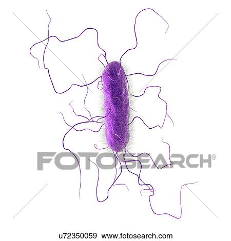 Proteus vulgaris bacterium, illustration View Large Photo Image Stock Photo - Proteus vulgaris bacterium, illustration. Fotosearch