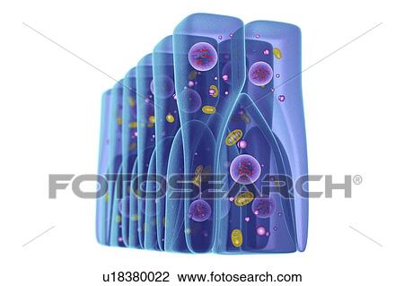 Pseudostratified epithelium, illustration View Large Photo Image Stock Image - Pseudostratified epithelium, illustration. Fotosearch