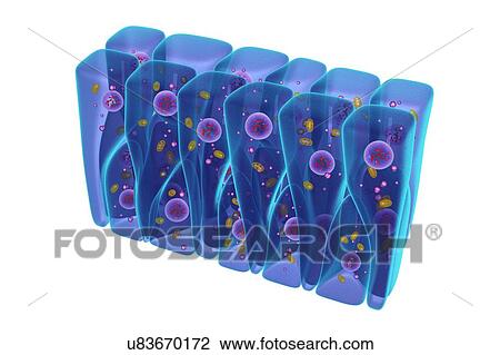 Stock Image - Pseudostratified epithelium, illustration. Fotosearch