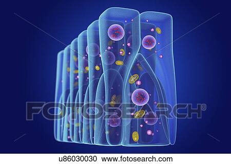 Pseudostratified epithelium, illustration View Large Photo Image Stock Image - Pseudostratified epithelium, illustration. Fotosearch
