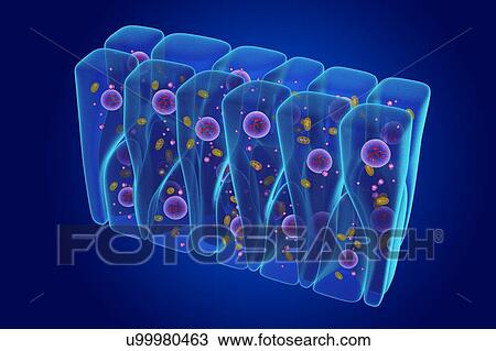 Pseudostratified epithelium, illustration View Large Photo Image Stock Image - Pseudostratified epithelium, illustration. Fotosearch