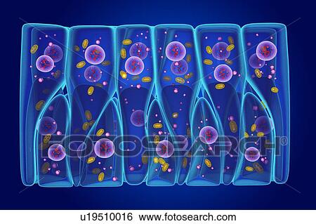 Pseudostratified epithelium, illustration View Large Photo Image Stock Photograph - Pseudostratified epithelium, illustration. Fotosearch