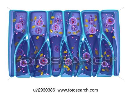 Pseudostratified epithelium, illustration View Large Photo Image Stock Photograph - Pseudostratified epithelium, illustration. Fotosearch