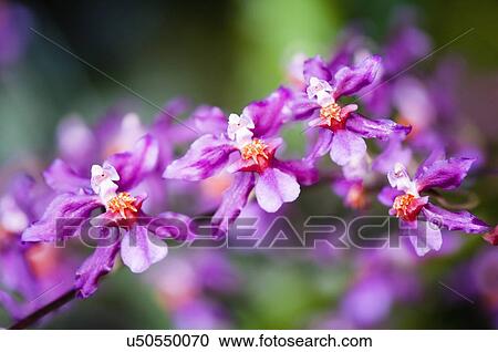Purple orchid flowers View Large Photo Image Stock Image - Purple orchid flowers. Fotosearch