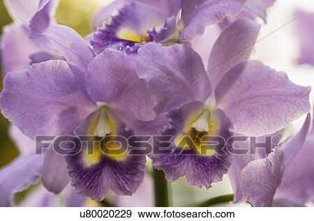 Stock Photo - Purple orchid flowers. Fotosearch