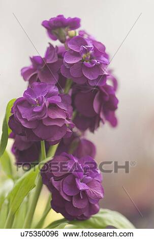 Purple stock flower View Large Photo Image Stock Photograph - Purple stock flower. Fotosearch