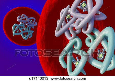 Stock Image - Red blood cell structure, illustration. Fotosearch
