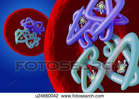 Stock Image - Red blood cell structure, illustration. Fotosearch