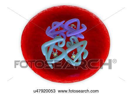 Red blood cell structure, illustration View Large Photo Image Stock Image - Red blood cell structure, illustration. Fotosearch