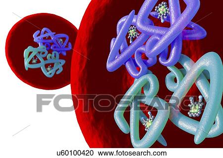 Red blood cell structure, illustration View Large Photo Image Stock Image - Red blood cell structure, illustration. Fotosearch