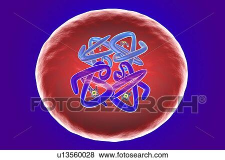 Stock Photo - Red blood cell structure, illustration. Fotosearch