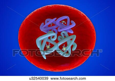 Red blood cell structure, illustration View Large Photo Image Stock Photo - Red blood cell structure, illustration. Fotosearch