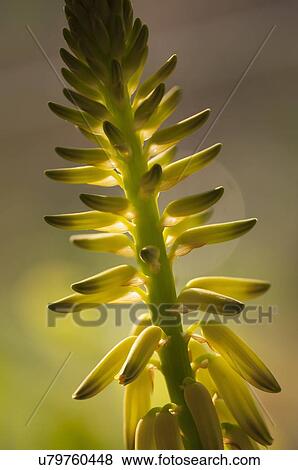 Red hot poker View Large Photo Image Stock Photo - Red hot poker. Fotosearch