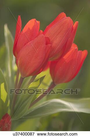 Stock Photo - Red multiflowering tulips. Fotosearch