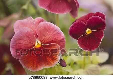 Stock Photo - Red pansy flower duo. Fotosearch