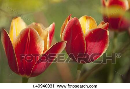Stock Image - Red tulips with yellow petals. Fotosearch