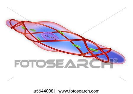 Relaxed smooth muscle cell, illustration View Large Photo Image Stock Image - Relaxed smooth muscle cell, illustration. Fotosearch