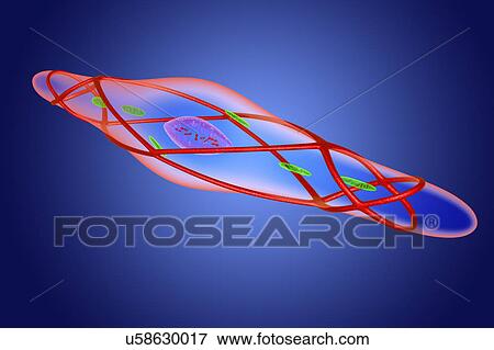 Relaxed smooth muscle cell, illustration View Large Photo Image Stock Photo - Relaxed smooth muscle cell, illustration. Fotosearch