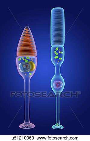 Stock Image - Rod and cone photoreceptor cells, illustration. Fotosearch