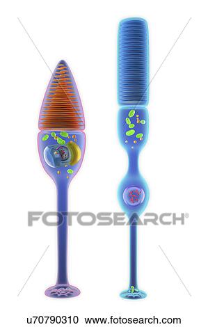 Stock Image - Rod and cone photoreceptor cells, illustration. Fotosearch