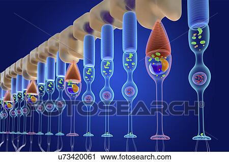 Stock Image - Rod and cone photoreceptor cells, illustration. Fotosearch