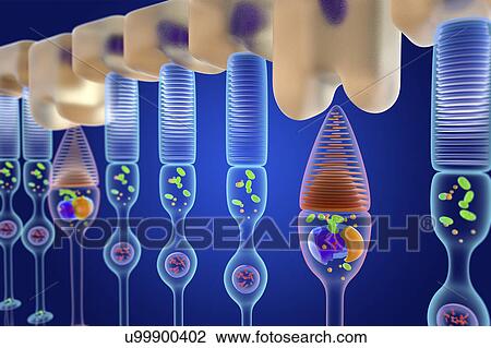 Stock Image - Rod and cone photoreceptor cells, illustration. Fotosearch