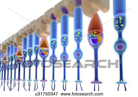 Rod and cone photoreceptor cells, illustration View Large Photo Image Stock Photo - Rod and cone photoreceptor cells, illustration. Fotosearch