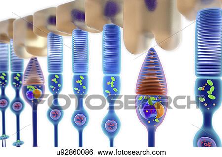 Rod and cone photoreceptor cells, illustration View Large Photo Image Stock Photograph - Rod and cone photoreceptor cells, illustration. Fotosearch