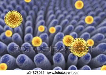 Stock Image - Rotaviruses infecting intestine, illustration. Fotosearch