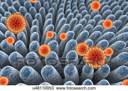 Stock Image - Rotaviruses infecting intestine, illustration. Fotosearch