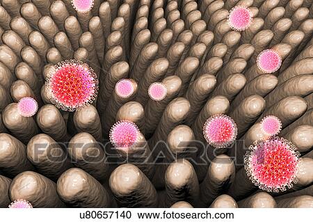 Stock Image - Rotaviruses infecting intestine, illustration. Fotosearch