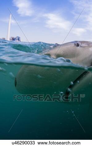 Stock Image - Sandbar shark. Fotosearch