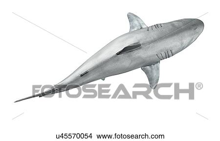 Picture - Shark against white background, illustration. Fotosearch