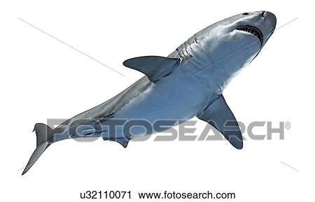 Stock Image - Shark against white background, illustration. Fotosearch