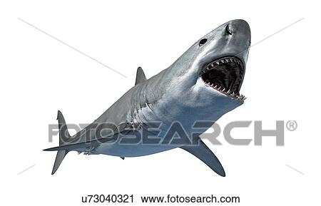 Shark against white background, illustration View Large Photo Image Stock Image - Shark against white background, illustration. Fotosearch
