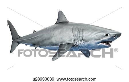 Shark against white background, illustration View Large Photo Image Stock Photo - Shark against white background, illustration. Fotosearch