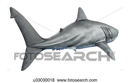 Shark against white background, illustration View Large Photo Image Stock Photo - Shark against white background, illustration. Fotosearch