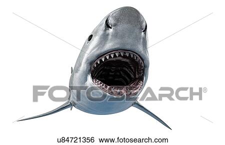 Stock Photograph - Shark against white background, illustration. Fotosearch