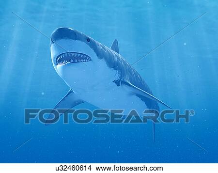 Shark swimming underwater, illustration View Large Photo Image Picture - Shark swimming underwater, illustration. Fotosearch