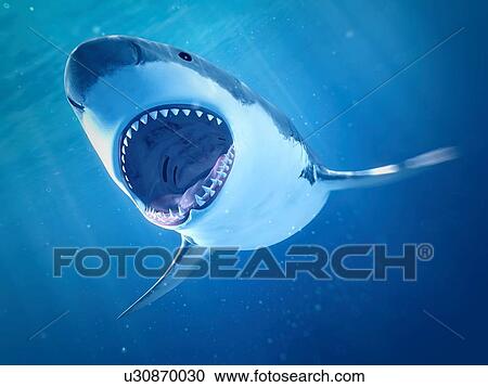 Stock Image - Shark swimming underwater, illustration. Fotosearch